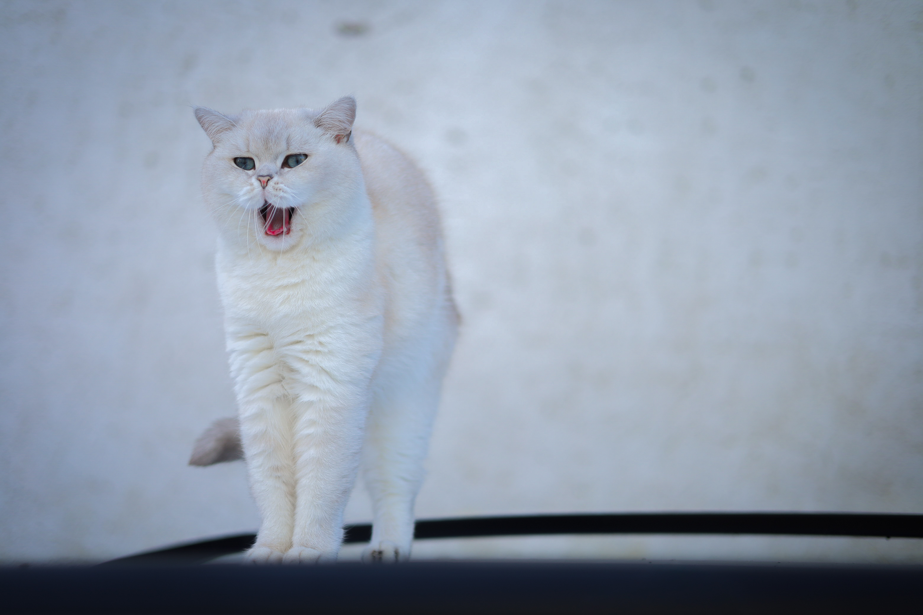 Minimalistische Naturaufnahme mit Fokus